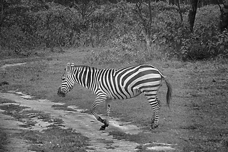 Crater Lake Game Sanctuary (10)