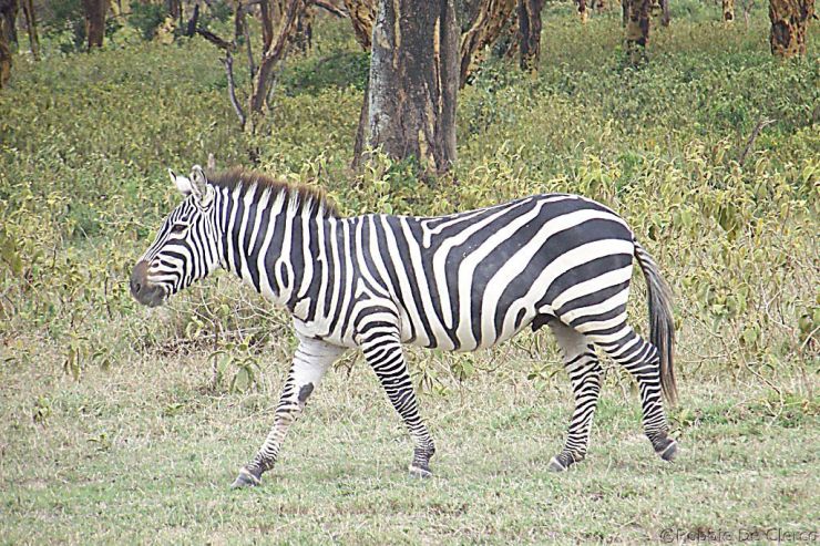 Crater Lake Game Sanctuary (11)