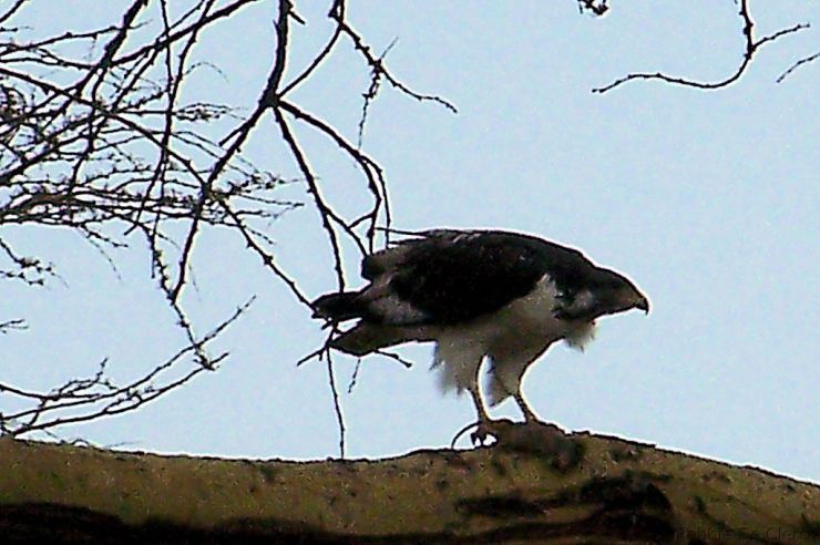 Crater Lake Game Sanctuary (13)
