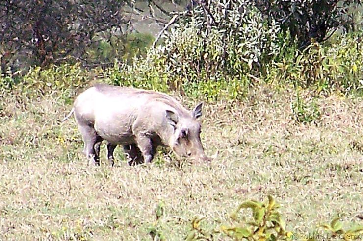 Crater Lake Game Sanctuary (2)