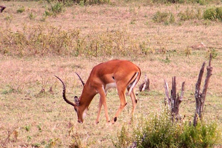 Crater Lake Game Sanctuary (20)