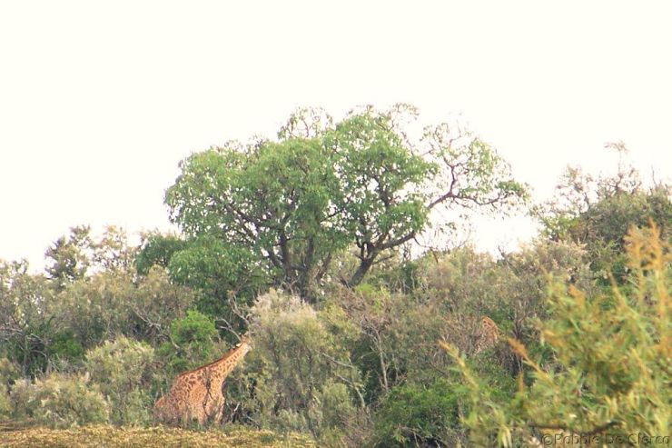 Crater Lake Game Sanctuary (21)