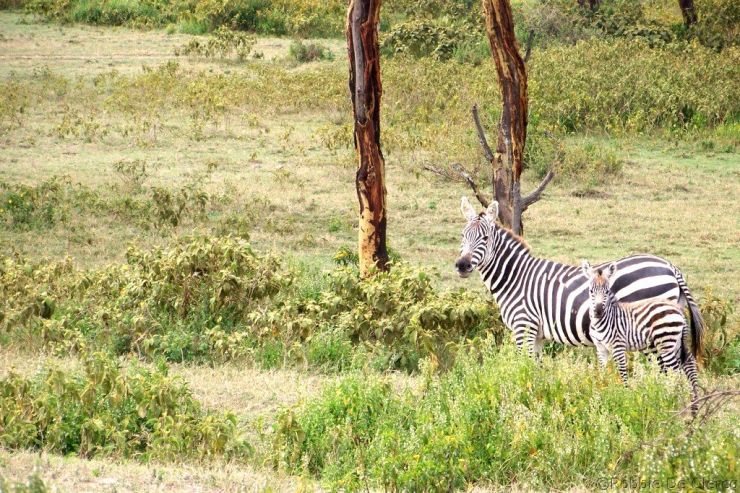 Crater Lake Game Sanctuary (22)