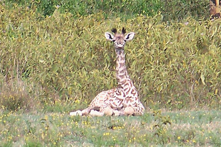 Crater Lake Game Sanctuary (28)