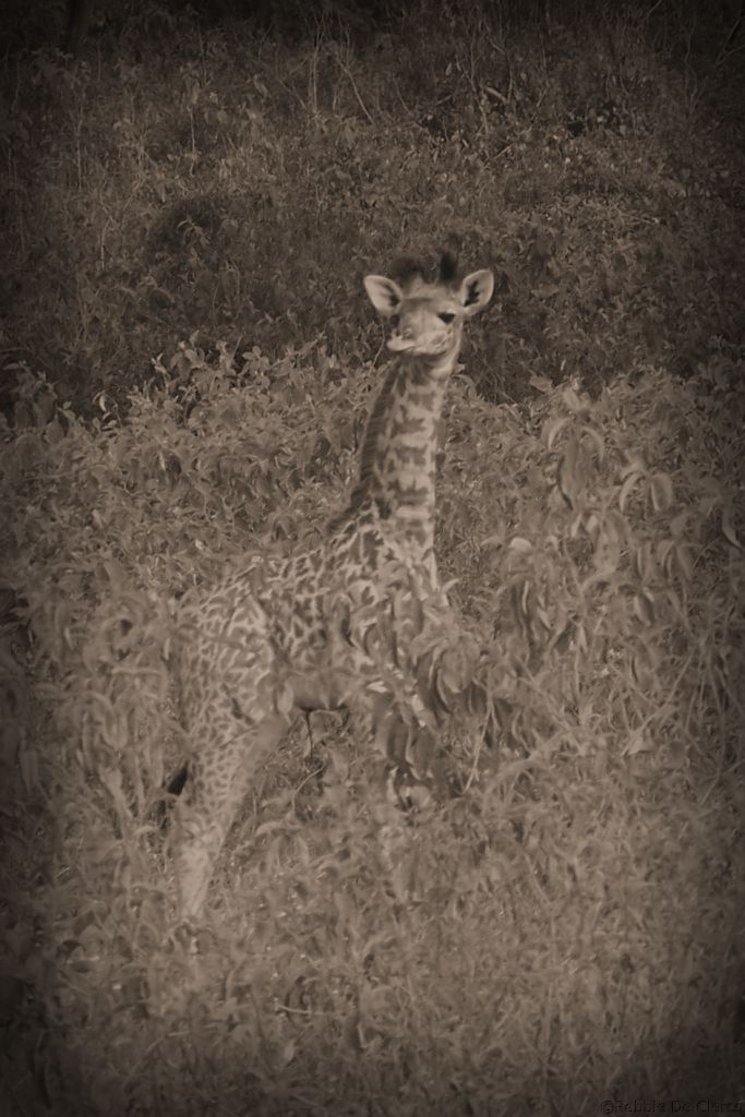 Crater Lake Game Sanctuary (30)