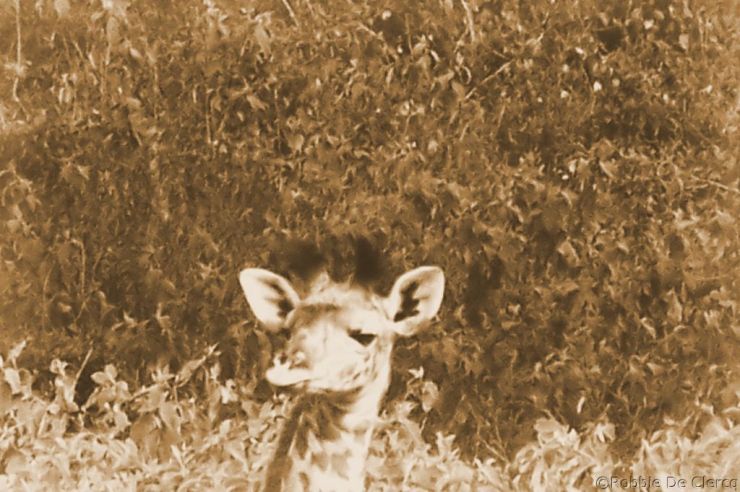 Crater Lake Game Sanctuary (31)