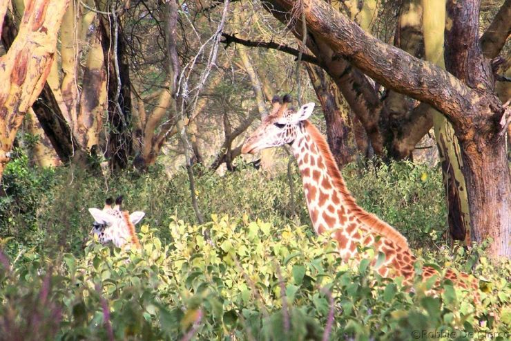 Crater Lake Game Sanctuary (35)