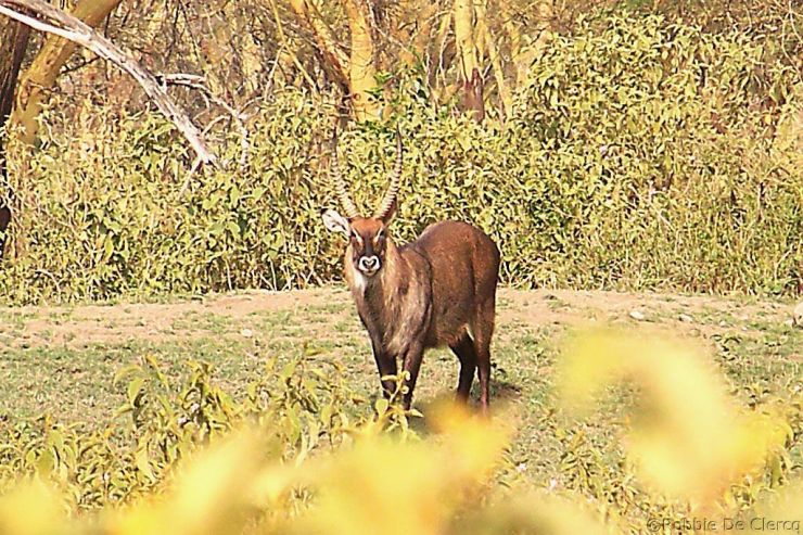 Crater Lake Game Sanctuary (39)