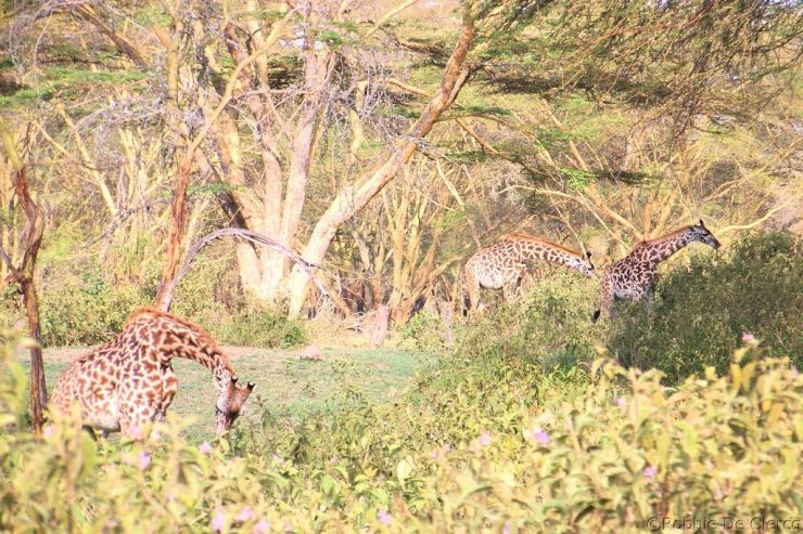 Crater Lake Game Sanctuary (41)