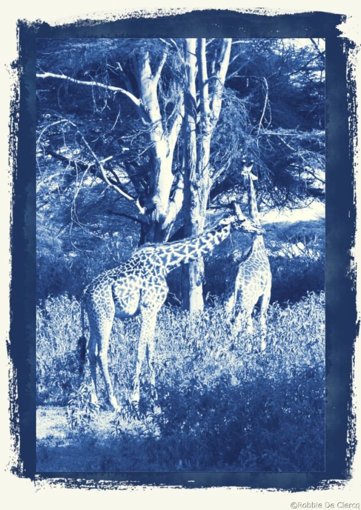 Crater Lake Game Sanctuary (43)