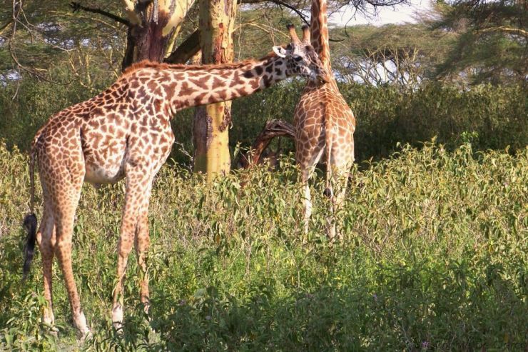 Crater Lake Game Sanctuary (45)