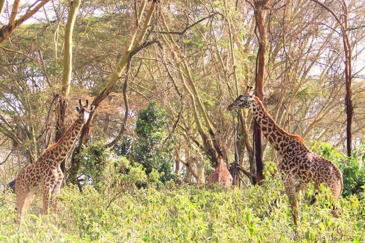 Crater Lake Game Sanctuary (51)