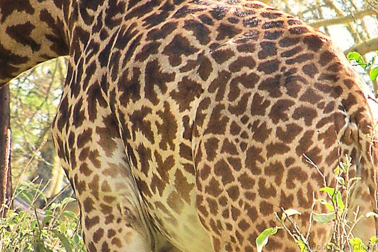 Crater Lake Game Sanctuary (52)