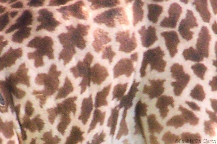 Crater Lake Game Sanctuary (53)