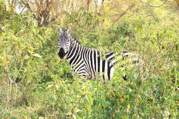 Crater Lake Game Sanctuary (55)