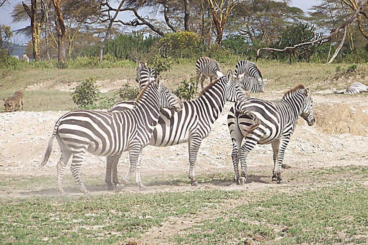 Crater Lake Game Sanctuary (6)