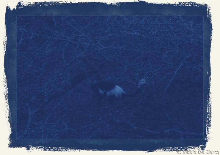 Crater Lake Game Sanctuary (74)