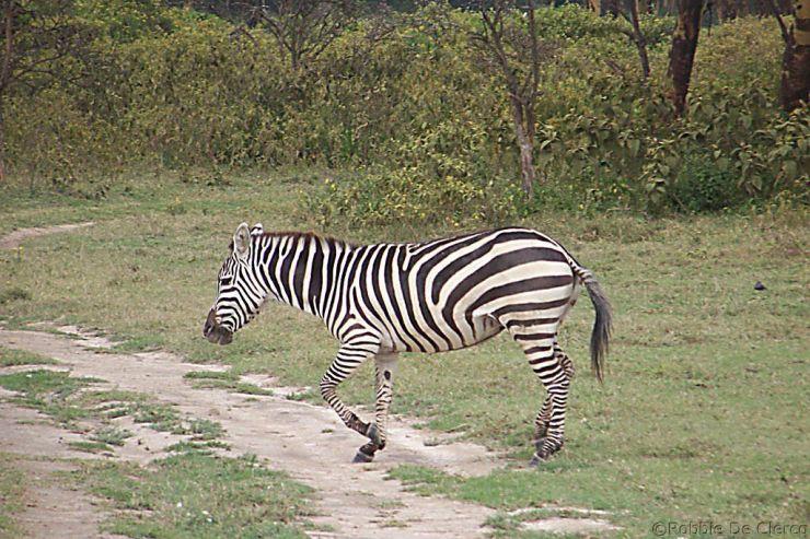 Crater Lake Game Sanctuary (9)