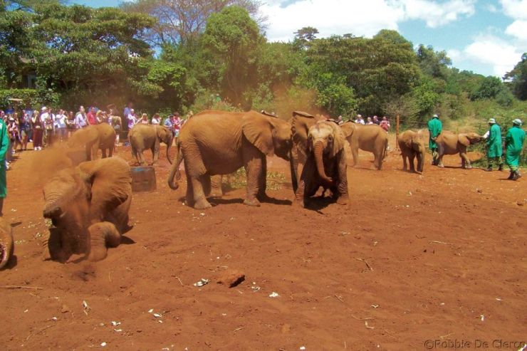 David Sheldrick Wildlife Project (10)