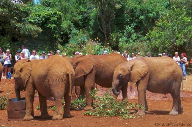 David Sheldrick Wildlife Project (11)