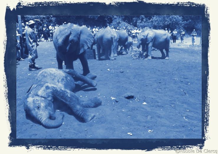 David Sheldrick Wildlife Project (14)