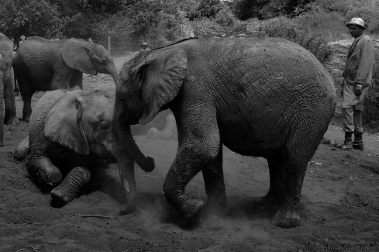 David Sheldrick Wildlife Project (18)