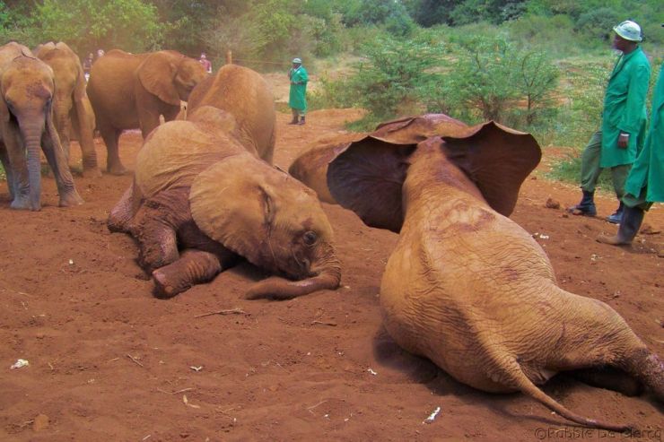 David Sheldrick Wildlife Project (19)