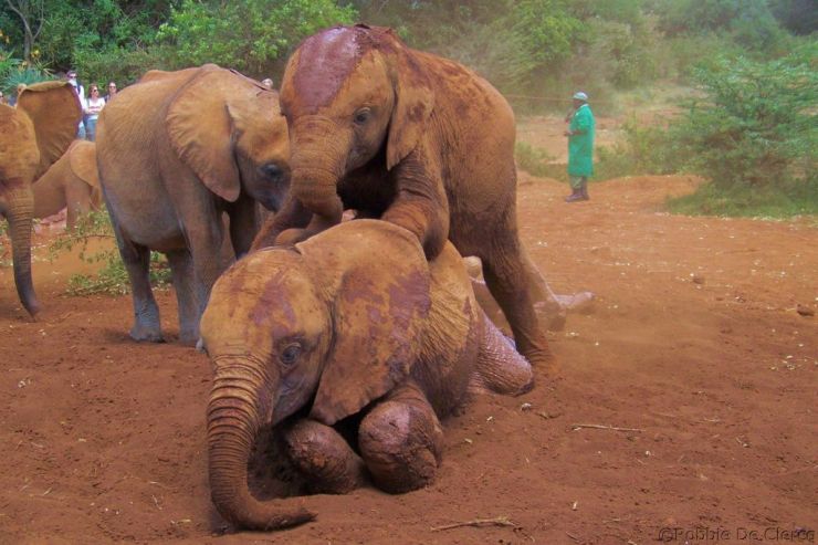 David Sheldrick Wildlife Project (20)