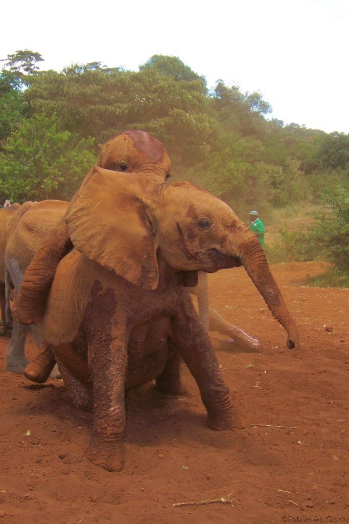 David Sheldrick Wildlife Project (22)