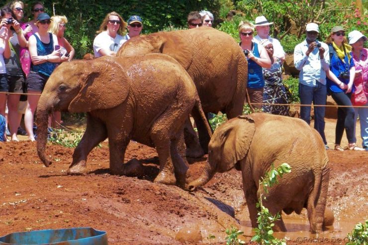 David Sheldrick Wildlife Project (23)