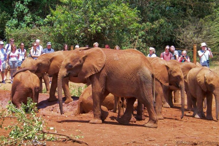 David Sheldrick Wildlife Project (28)