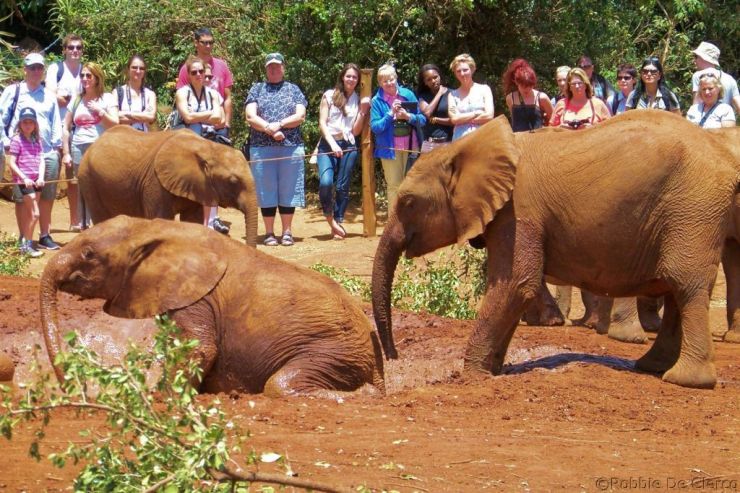 David Sheldrick Wildlife Project (30)