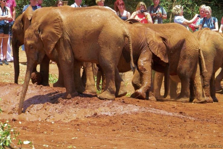 David Sheldrick Wildlife Project (31)