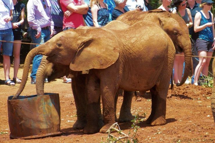 David Sheldrick Wildlife Project (32)