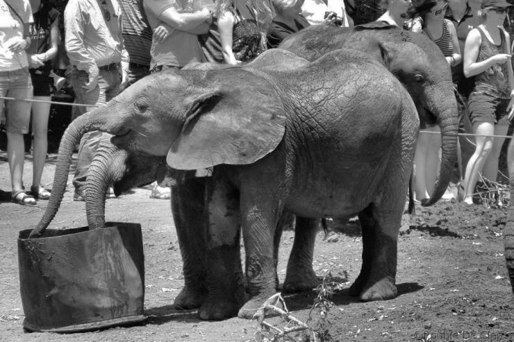 David Sheldrick Wildlife Project (33)