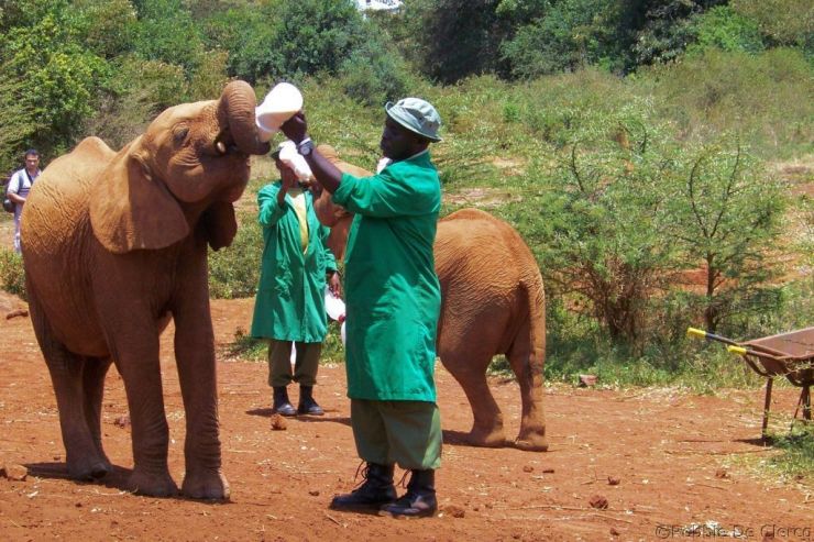 David Sheldrick Wildlife Project (34)