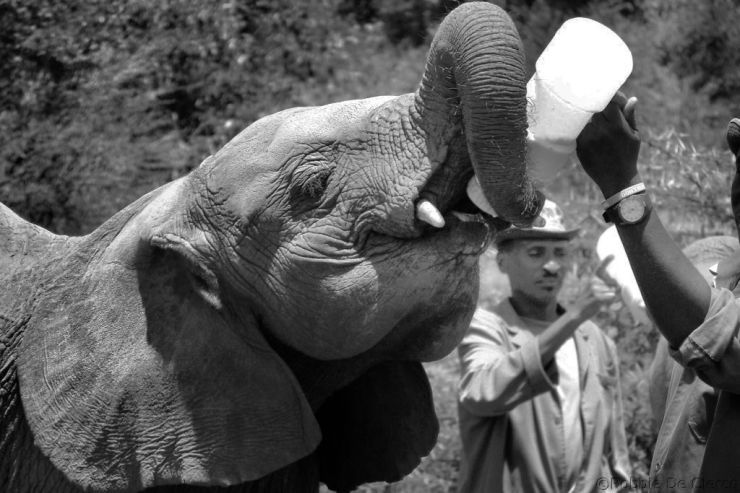 David Sheldrick Wildlife Project (36)