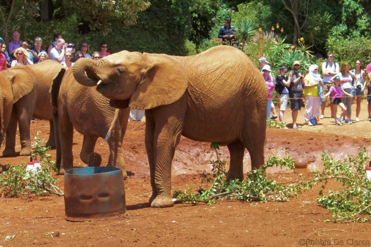 David Sheldrick Wildlife Project (37)