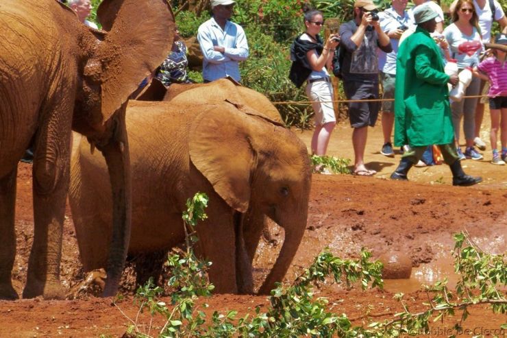 David Sheldrick Wildlife Project (40)