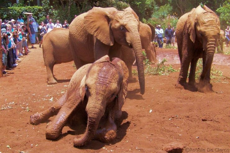 David Sheldrick Wildlife Project (42)