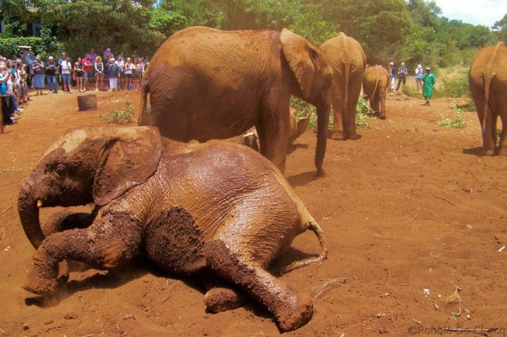 David Sheldrick Wildlife Project (45)
