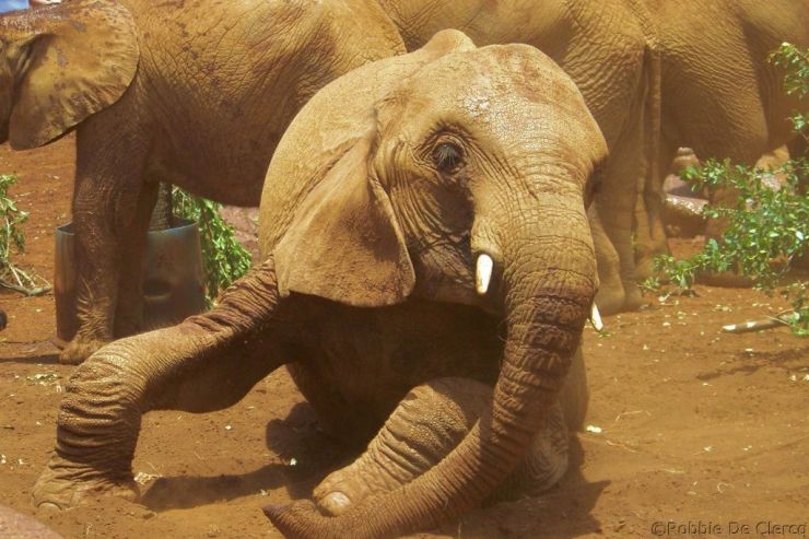 David Sheldrick Wildlife Project (46)