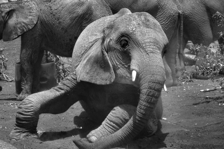 David Sheldrick Wildlife Project (47)
