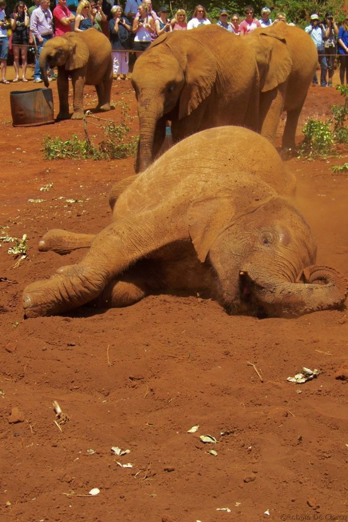 David Sheldrick Wildlife Project (7)