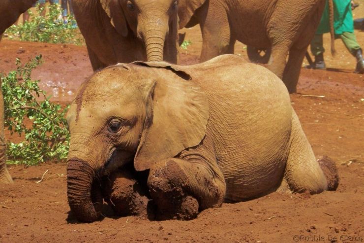 David Sheldrick Wildlife Project (8)