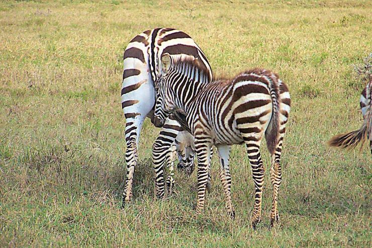 Hell's Gate national Park (24)