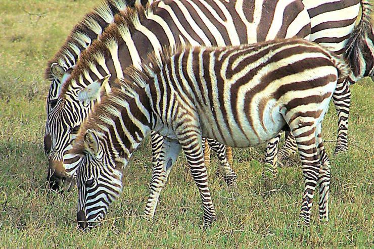 Hell's Gate national Park (28)