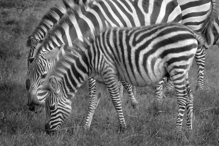 Hell's Gate national Park (30)