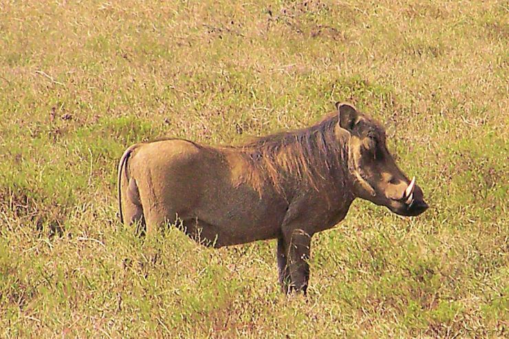 Hell's Gate national Park (34)