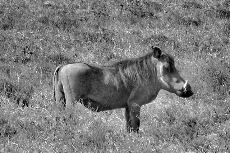 Hell's Gate national Park (35)